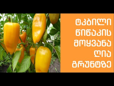 ტკბილი წიწაკის მოყვანა / Выращивание перца