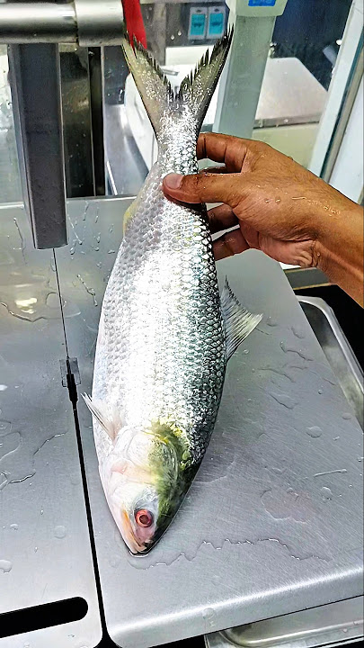 Watch the world famous hilsa fish cutting video very quickly #shorts #fish_laver #fish #short #food