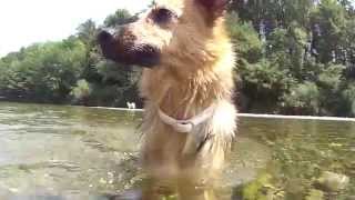 Swimming with the Dogs 2015 by Alen Soldic 251 views 8 years ago 2 minutes, 37 seconds
