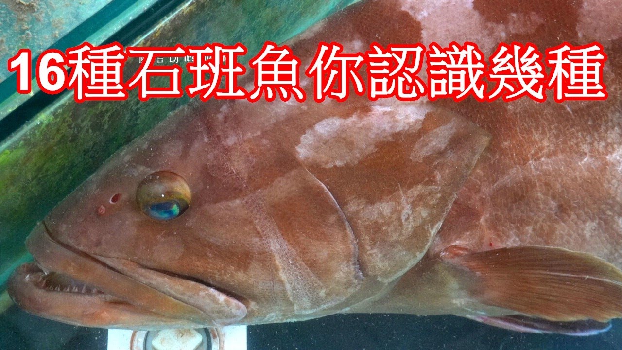 石斑鱼别总是清蒸了，试试这个生焗石斑鱼，嫩滑鲜香，太好吃了