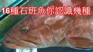 ' 魚事你知道' 認識石斑魚專輯 16種石班你認識幾種? 第一集 2022 Taiwan seafood market