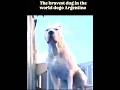 The Dogo Argentino Bravest Dog In The World Dogoargentinodobo Dogoargentino Pitbull Viral The Dogo Argentino Bravest Dog In The World Dogoargentinodobo Dogoargentino Pitbull Viral