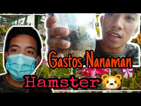 Video: Magkano Ang Gastos Ng Isang Hamster?