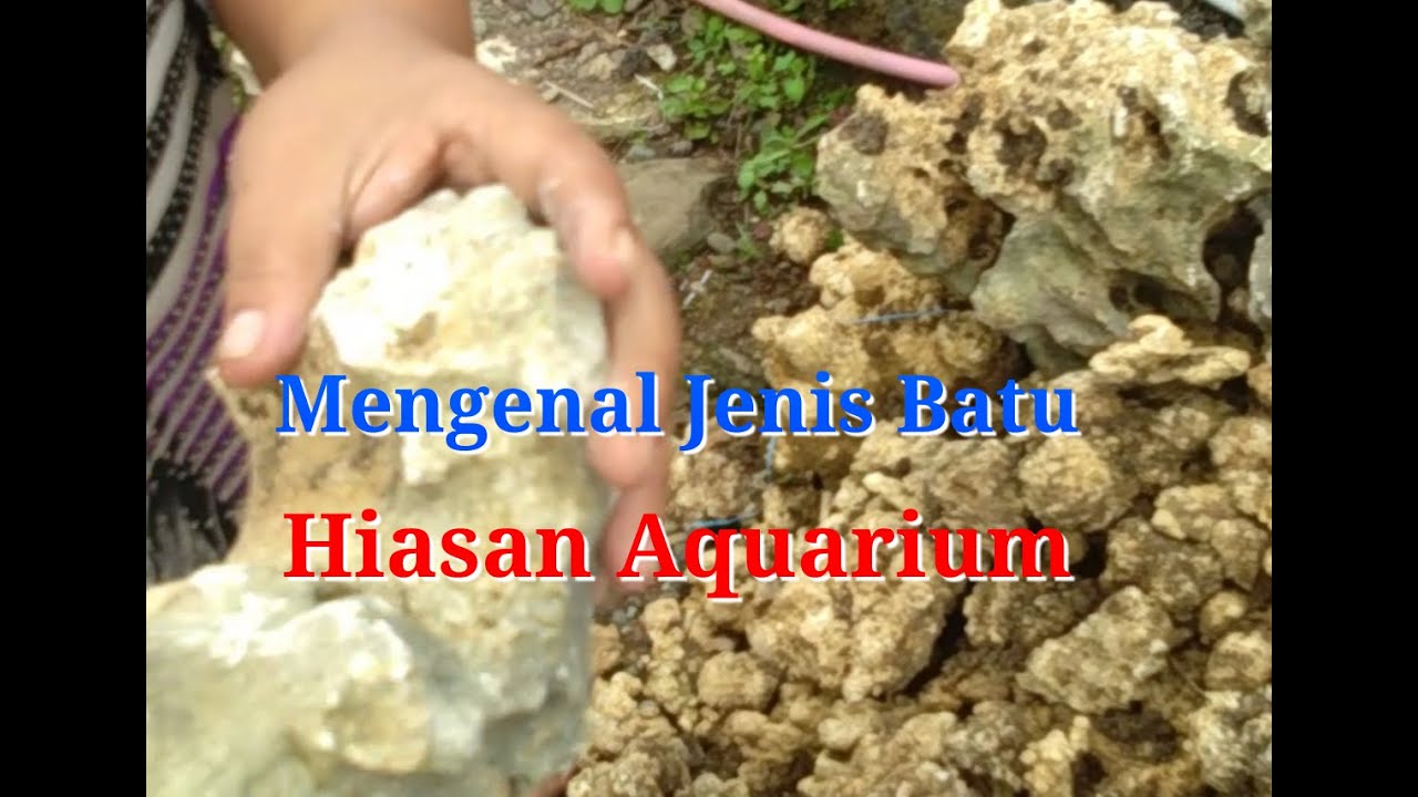Mengenal Jenis Jenis Batu Alam  Untuk  Hiasan  Aquarium YouTube