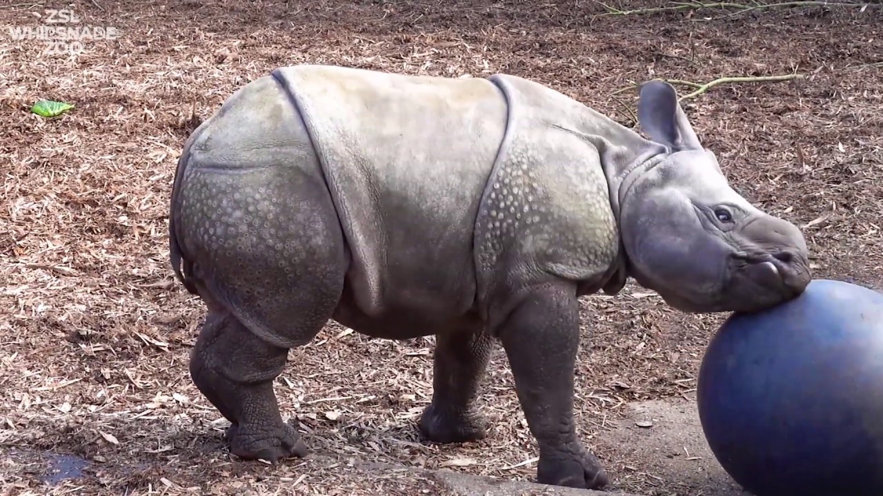 Just a baby rhino playing with a ball... YouTube