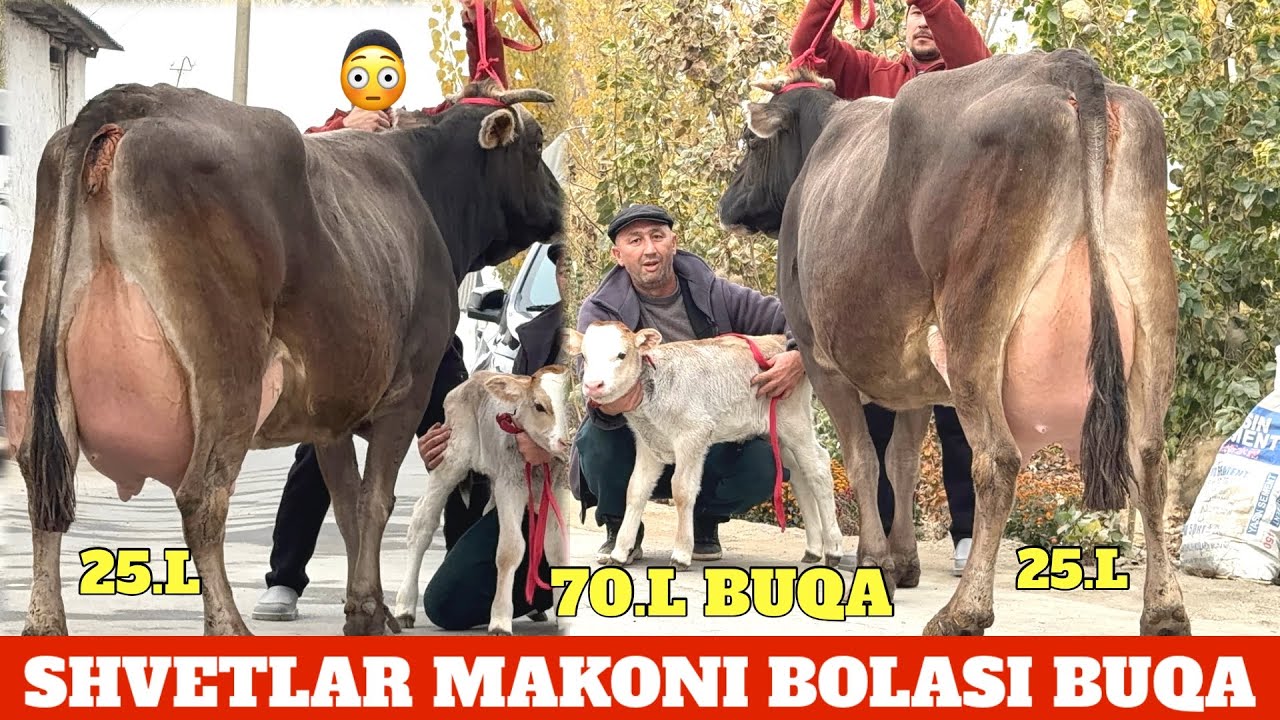 ARZONCHI MUXAMMAD AKA YONDIRWDI🔥SUTDOR CHEMPION SIGIRLAR😳OXSILGA EMLANGAN⭐️