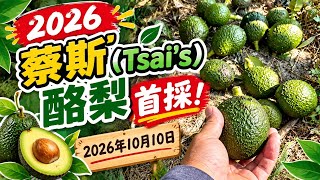 2026「蔡斯（Tsai’s）酪梨」首採！￼2026年10月10日