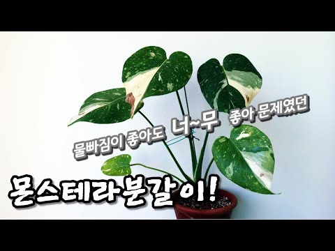 몬스테라 분갈이!! 배수가 좋아도 식물이 잘 안커요!! / 몬스테라 키우기 / monstera deliciosa variegata