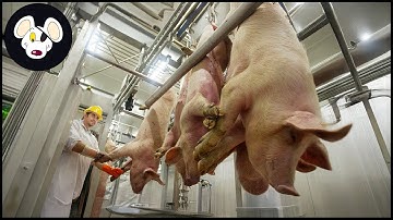Hoe een moderne varkensverwerkingslijn werkt – Miljoenen varkens worden op deze manier grootgebracht