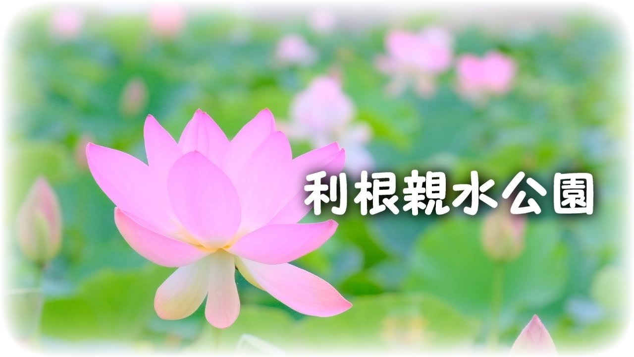 21梅雨に映えるハスの花 開花 大雨 梅雨明け 利根親水公園 茨城県利根町 Fhd60fps Youtube