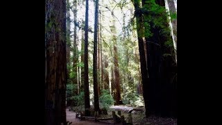 Armstrong Woods, Jenner, CA and Fort Ross