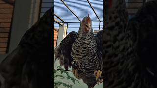 Download Lagu #monica #dance #viralshorts  #viralvideo MP3