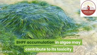 Fluorene-9-bisphenol BHPF attracting scientists attention