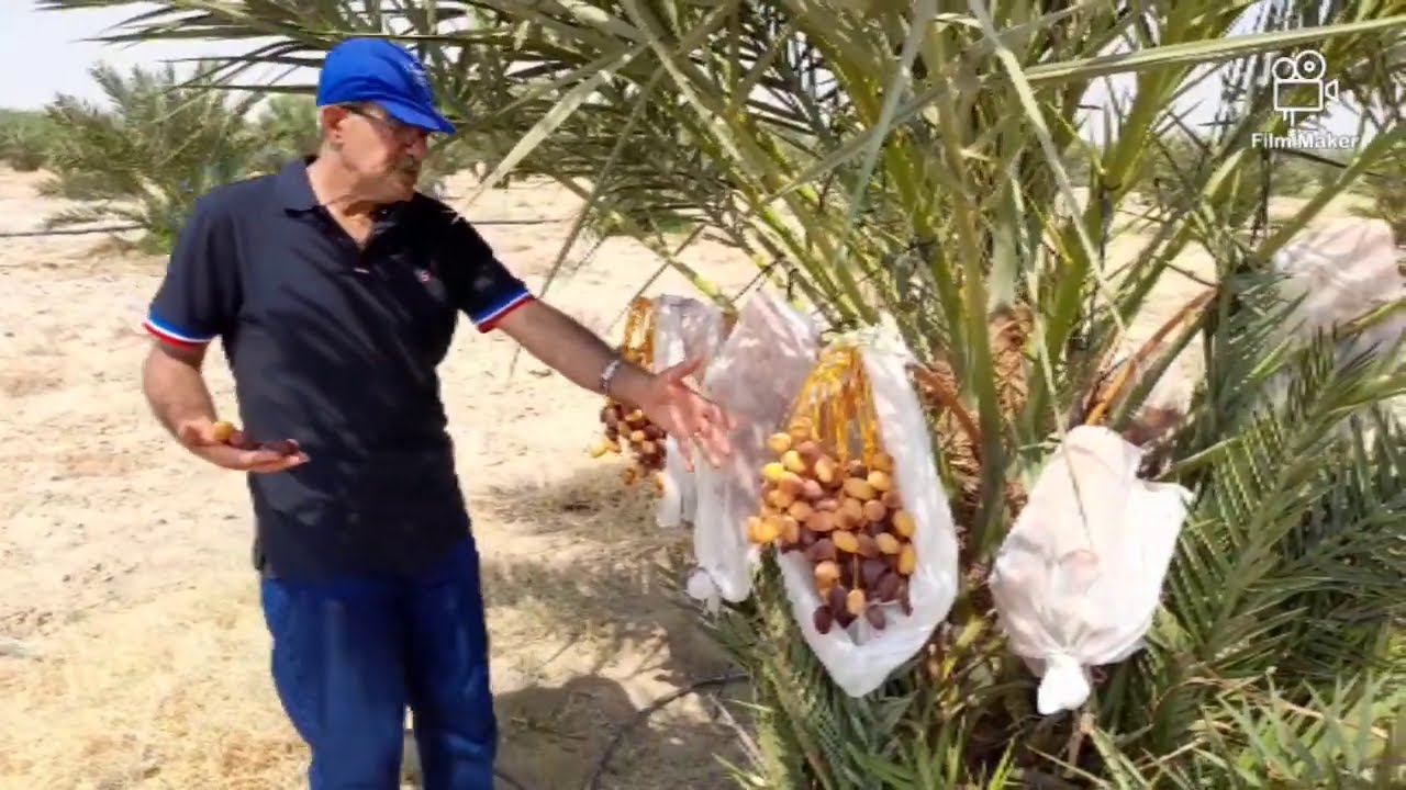 عملية جني ثمار صنف المجهول