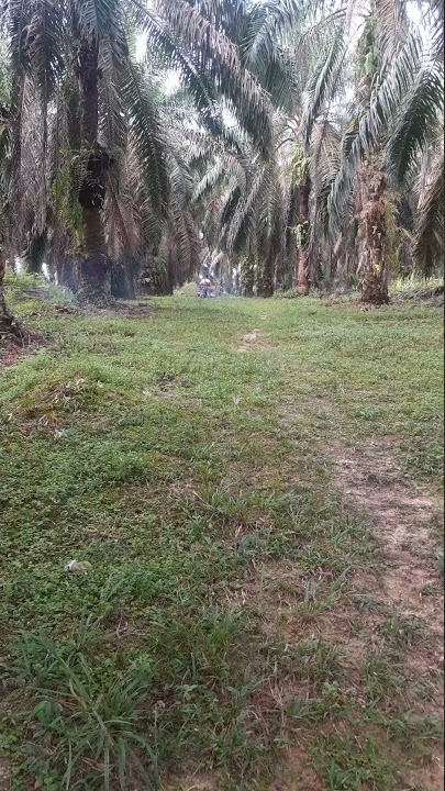 Main di kebun sawit merlung