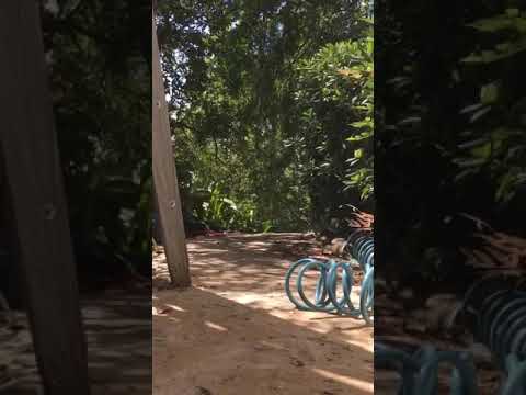 Super Cute Dogs Come Running