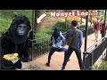 Naughty Monkey Part 2 || Prank Monyet Kaget Meriah