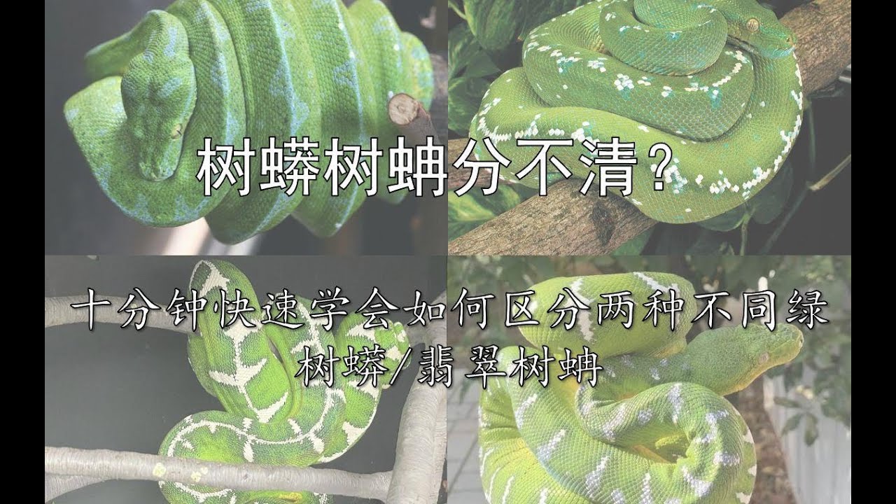 【硬核科普】绿树蟒/翡翠树蚺分不清?治疗趋同进化脸盲症! - YouTube