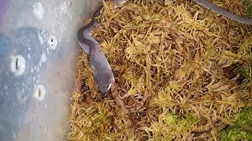 Xenodermus javanicus