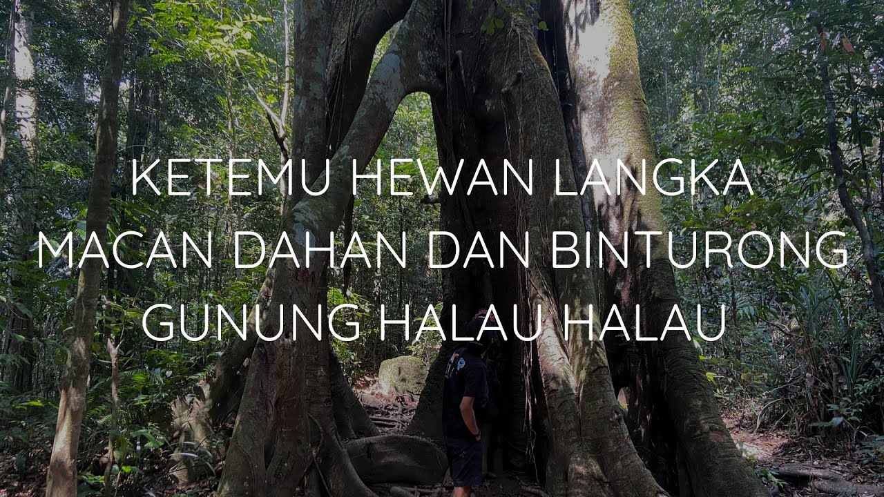 #1 ORANG MENJADI TEMAN. TEMAN MENJADI SAHABAT. GUNUNG HALAU HALAU VIA KIYU EKSPEDISI 4H3M