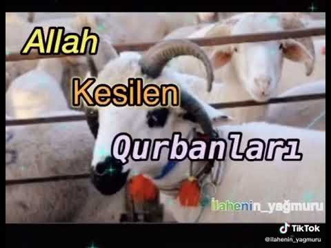 Qurban bayraminiz mübarek