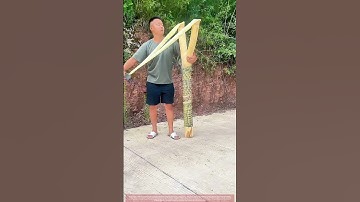 Could This Giant Slingshot Actually Work !