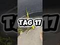 Tag 17 von ich ziehe eine Armee von Fröschen groß #frösche #verwandlung #dailyvlog