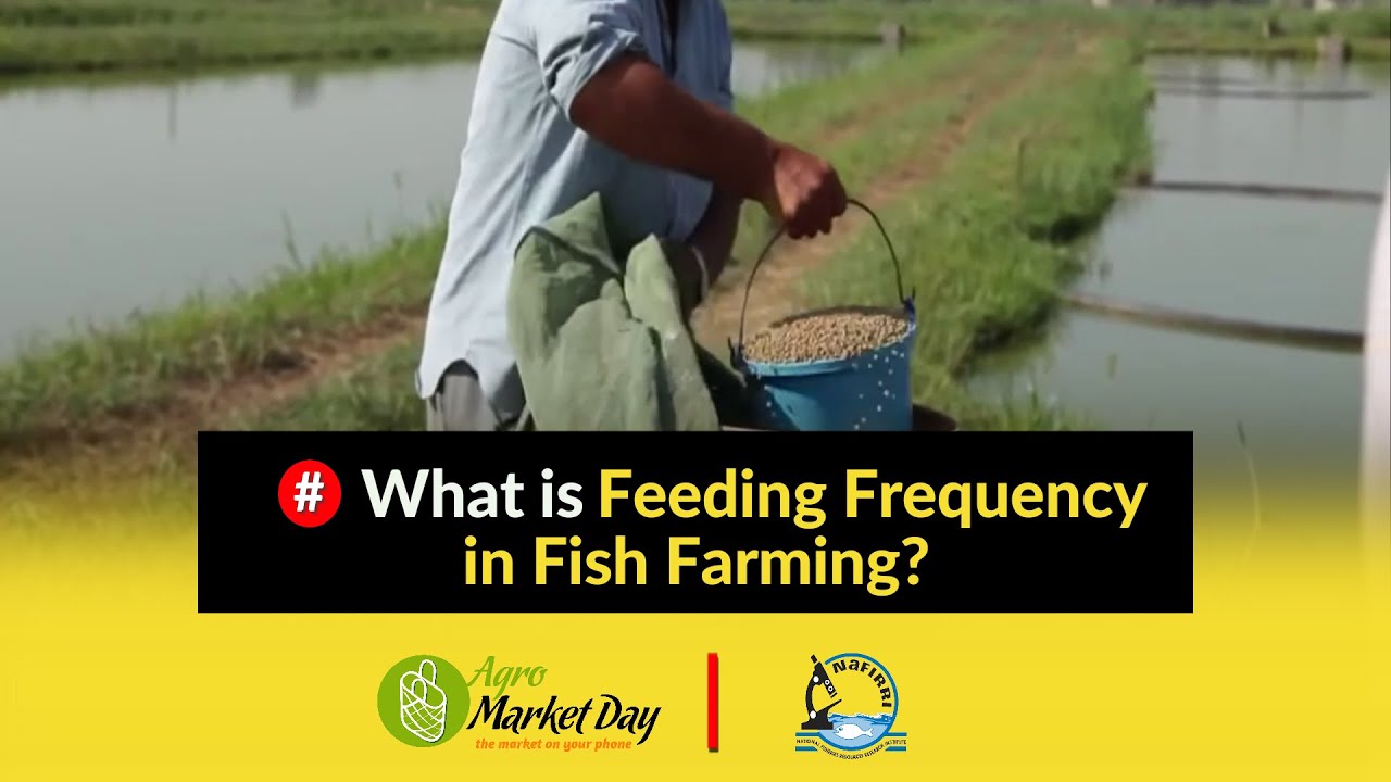 What is Feeding Frequency in Fish Farming? || Feeds and Feeding Fish ...