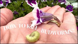 Killing Budworms on Petunias, Nicotiana and Geraniums | Here She Grows