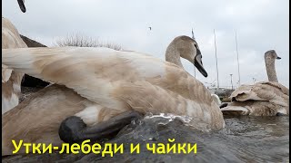 Утки-лебеди и чайки