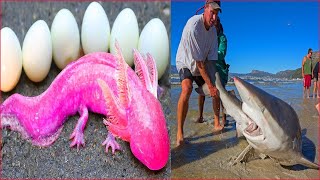 Catching Seafood Asmr Relaxing Catch Shark , Catch Fish ,Deep Sea Monster 03