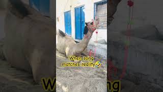 CAMEL QURBANI VIDEO HOW TO ZIBBAH CAMEL CAMEL KO KASAY ZIBBAH KARAIN #ytshorts #camels #shada #yt