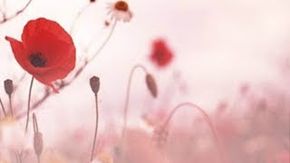 2017 Remembrance Day Ceremony