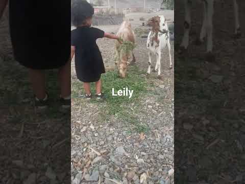 بز بزغاله علف با عشق علف میده بهشون