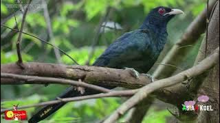 suara burung mata merah | asian koel bird sound effect | ringtone | mp3