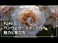 #246 ベンウェザースタッフの魅力と育て方