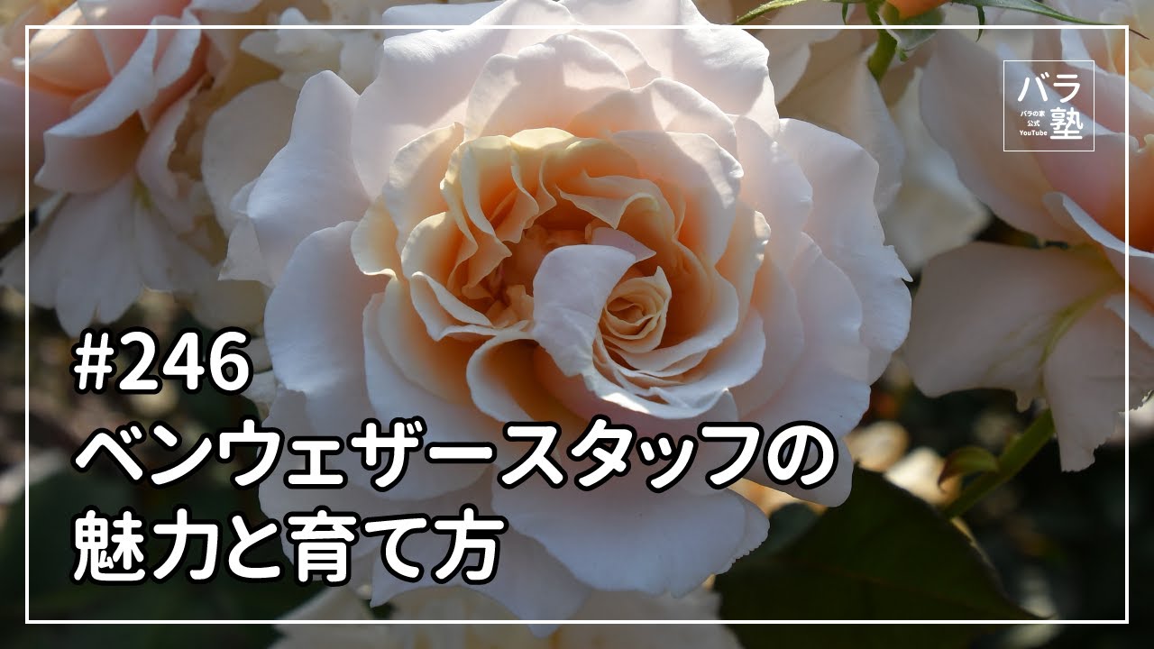 バラ苗【中苗】ベンウェザースタッフ 国産苗 6号鉢植え品［農林水産省