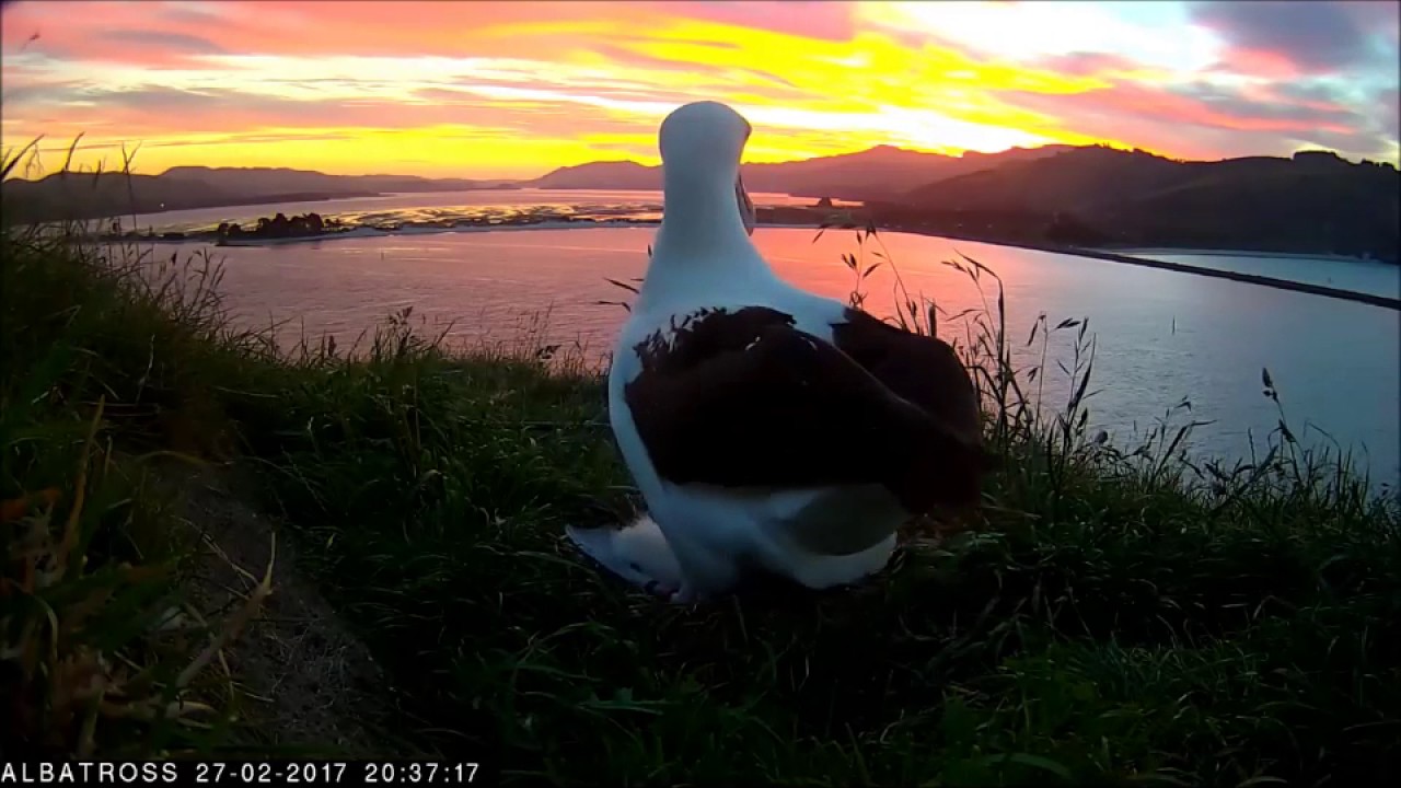 dunedin railway #RoyalCam 2017 highlights: Sunset timelapse