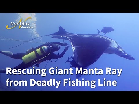 Heroic Dive Guide Rescues Giant Manta Ray from Deadly Fishing Line! #manta #hearttouching #rescue