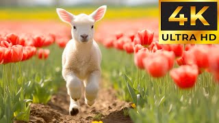 Baby Animals In Summer 4K - Adorable Baby Animals Compilation With Relaxing Music by Tiny Paws 1,313 views 1 month ago 11 hours, 57 minutes
