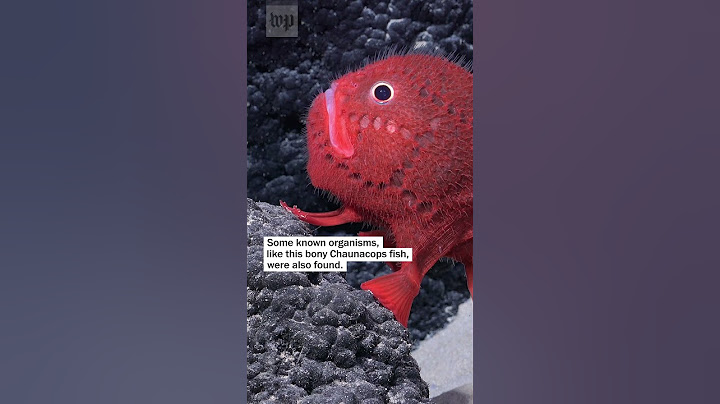 Dozens of new species found 14,000 feet underwater