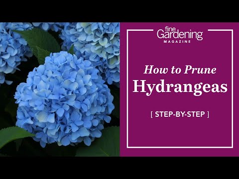 How to Prune Hydrangeas