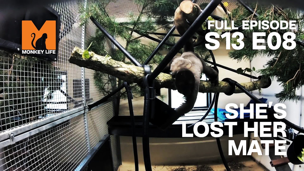 Rescuing The Loneliest Woolly Monkey | Monkey Life Season 13 EP 8 | Monkey Life