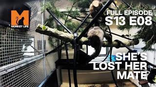 Rescuing The Loneliest Woolly Monkey | Monkey Life Season 13 EP 8 | Monkey Life