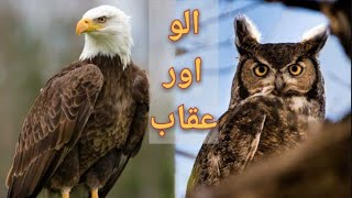 Story of an owl and eagle||الواور عقاب کی کہانی|Moral story.