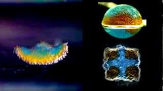 Making Tissues from Water Droplets?