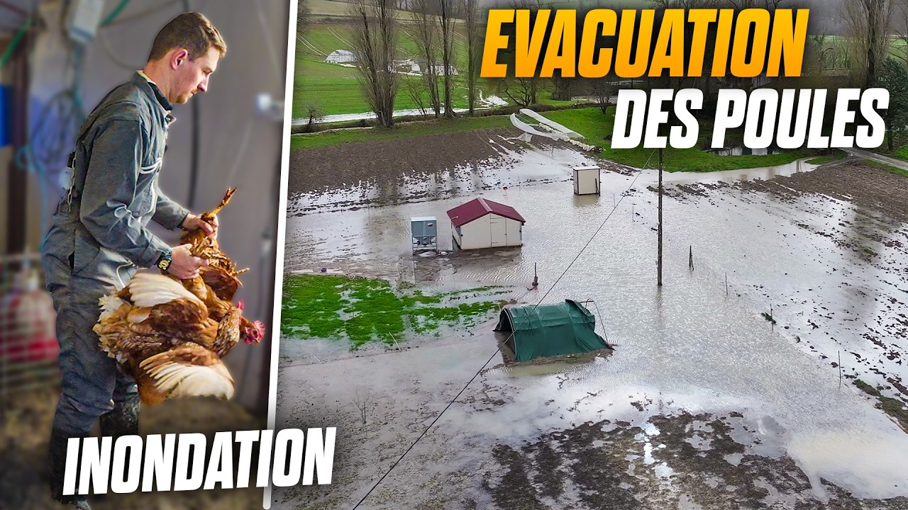 INONDATION À LA FERME ! ÉVACUATION DES POULES 🐓 