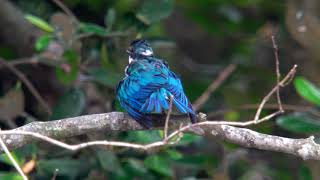 Collared Kingfisher 4K (Digiscoping with Kowa TSN99A Sony RX100VA) Collared Kingfisher 4K (Digiscoping with Kowa TSN99A Sony RX100VA)