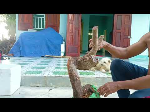 Video m179 gl cây khế rừng 250k lh0707713796.khuongbonsai - youtube