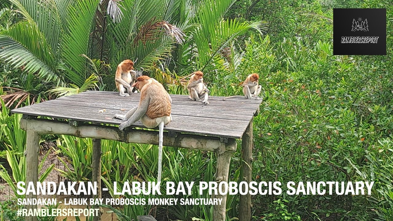 'Borneo Backpacking' - Sandakan - Labuk Bay Proboscis Monkey Sanctuary